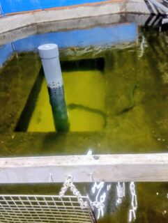 美唄 雪うなぎ✨