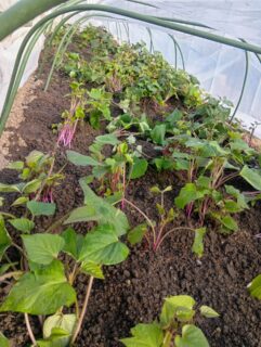 さつまいも苗🍠