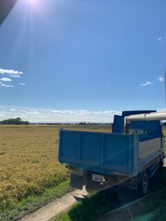 稲刈りスタート✨