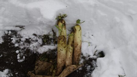 雪下だいこん✨
