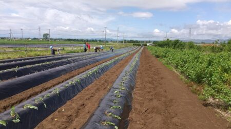 サツマイモ植え！