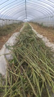 ゴマ刈り終了👍