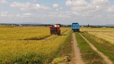 稲刈り🌾