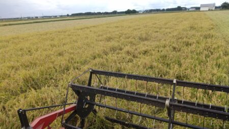 稲刈り最終日！