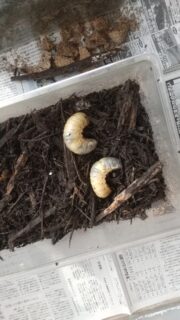 カブトムシ幼虫