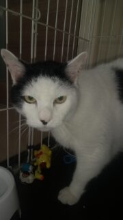 猫に噛まれる❗️