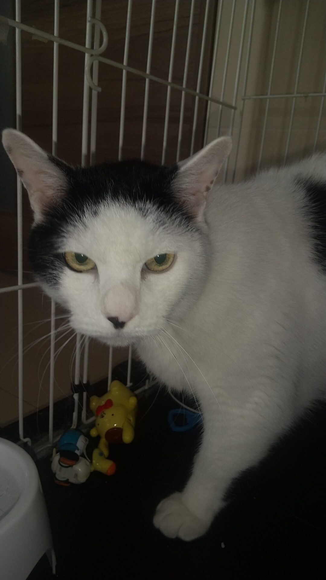 猫に噛まれる❗️