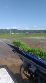 田植え 3