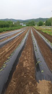 サツマイモ植え👍